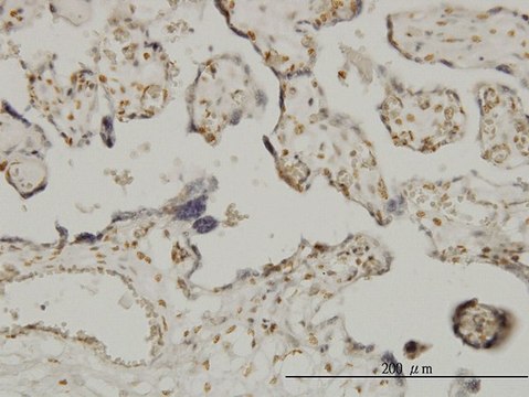 Monoclonal Anti-ETV6 antibody produced in