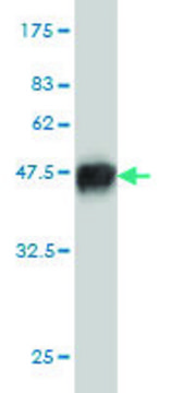 Monoclonal Anti-RNF127 antibody produced in