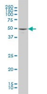 ANTI-MAPK10 antibody produced in mouse