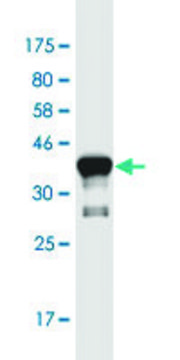 Monoclonal Anti-ASCL3 antibody produced in
