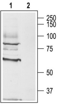 Anti-Muscarinic Acetylcholine Receptor (M?) antibody