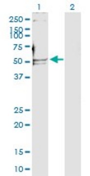 Anti-POLD2 antibody produced in rabbit
