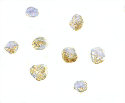 Anti-ARF-BP1 antibody produced in rabbit