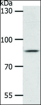 Anti-ANKRD28 antibody produced in rabbit