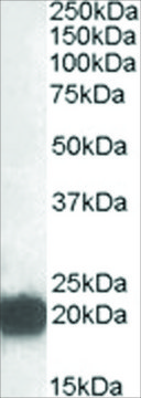 Anti-CSRP3 antibody produced in goat