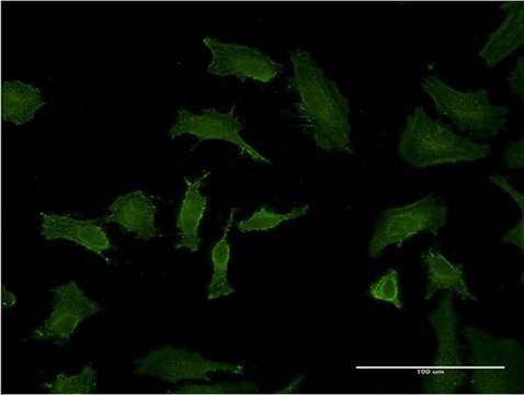 Monoclonal Anti-BID antibody produced in
