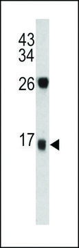 ANTI-DCD(C-TERMINAL) antibody produced in rabbit