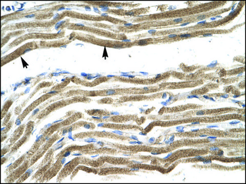 Anti-HOXA10 antibody produced in rabbit