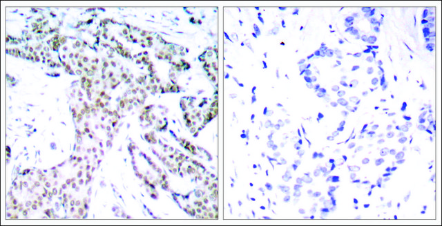 Anti-phospho-STAT3 (pSer?²?) antibody produced in