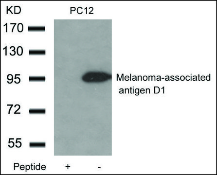 Anti-Maged1 antibody produced in rabbit