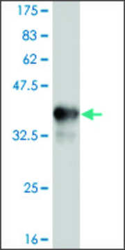 ANTI-TLR9 antibody produced in mouse