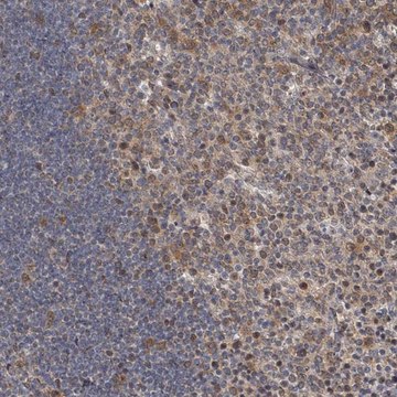 Anti-C7ORF26 antibody produced in rabbit