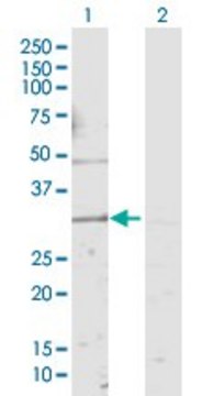 Anti-KCNMB4 antibody produced in rabbit