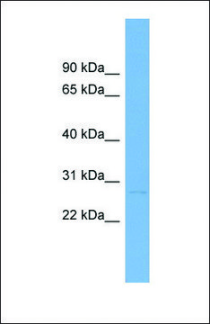 Anti-LTB antibody produced in rabbit