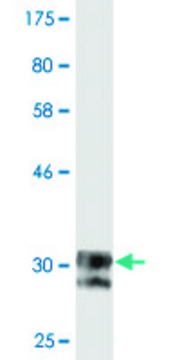 Monoclonal Anti-SCN11A, (C-terminal) antibody produced