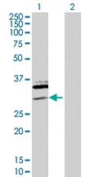 Anti-SAP30 antibody produced in rabbit