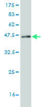 Monoclonal Anti-CABP4 antibody produced in