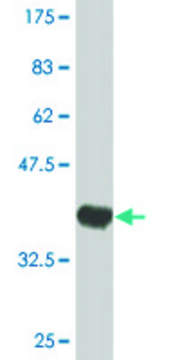 Monoclonal Anti-C9ORF96, (N-terminal) antibody produced