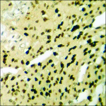 Anti-phospho-LKB1 (pSer?²?) antibody produced in