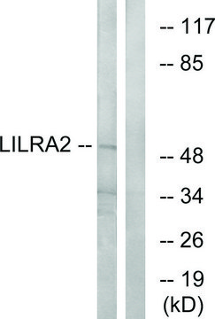 Anti-LILRA2 antibody produced in rabbit