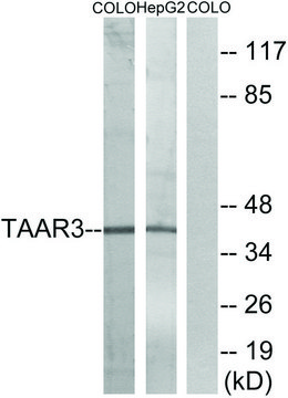 Anti-TAAR3 antibody produced in rabbit