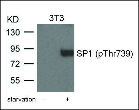 Anti-phospho-SP1 (pThr?³?) antibody produced in