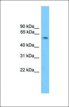 Anti-SOX10, (N-terminal) antibody produced in