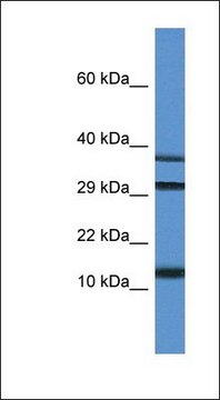 Anti-UBL3 antibody produced in rabbit