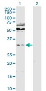 Anti-WDR77 antibody produced in rabbit