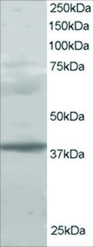 Anti-MEL18/PCGF2 antibody produced in goat