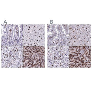 Anti-CD163 antibody produced in rabbit