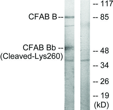 Anti-CFAB Bb (Cleaved-Lys²??) antibody produced