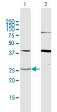 Anti-YWHAG antibody produced in rabbit
