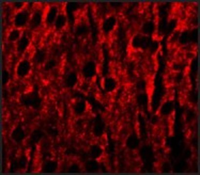Anti-RILPL1 antibody produced in rabbit