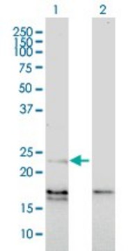 Monoclonal Anti-EDN1 antibody produced in