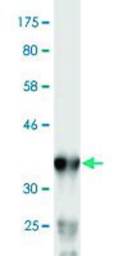 Monoclonal Anti-PNMA1 antibody produced in