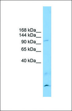 Anti-CLSTN3, (N-terminal) antibody produced in