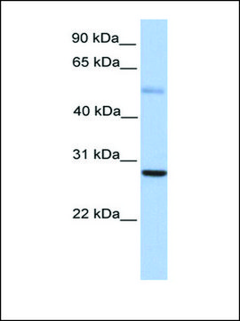 Anti-MXD1 antibody produced in rabbit