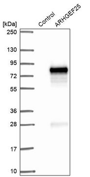 Anti-ARHGEF25 antibody produced in rabbit