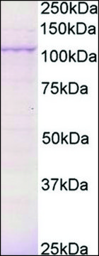 Anti-BCAR3 (C-terminal) antibody produced in