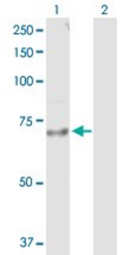 Anti-IL18R1 antibody produced in rabbit