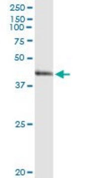 Anti-ARG2 antibody produced in rabbit