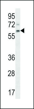 ANTI-APCDD1(N-TERMINAL) antibody produced in rabbit