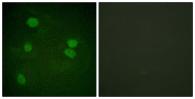 Anti-Histone H3 antibody produced in