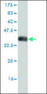 Monoclonal Anti-DCAMKL2 antibody produced in
