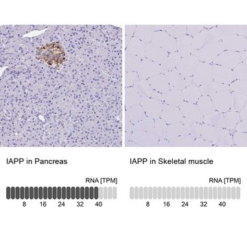 Anti-IAPP antibody produced in rabbit