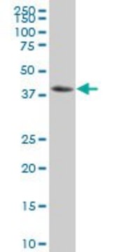 Monoclonal Anti-NFKBIB antibody produced in