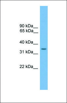 Anti-SLC35A4 antibody produced in rabbit