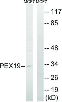Anti-PEX19 antibody produced in rabbit