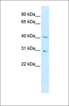 Anti-DHODH antibody produced in rabbit